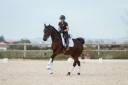 Yegua KWPN Caballo de Deporte Neerlandés En venta 2016 Bayo