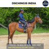 Yegua Pura Sangre En venta 2022 Bayo por DSCHINGIS SECRET (GER)