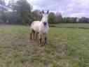 Yegua Percheron En venta 2019 Tordo por drageur du caroi