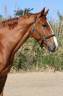 Caballo castrado Silla Francés En venta 2016 Alazán por EPSOM GESMERAY, SFA