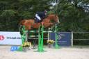 Caballo castrado Silla Francés En venta 2016 Alazán por EPSOM GESMERAY, SFA