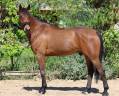 Caballo castrado BWP Caballo de Sangre Belga En venta 2019 Bayo por ONCLE POL