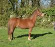 Yegua PFS Poni Françés de Silla En venta 2020 Alazán por flocks de la vallée