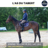 Caballo castrado AQPS En venta 2021 Bayo por VOILADENUO