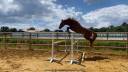 Caballo entero Silla Francés En venta 2023 Alazán por Firth of Lorne