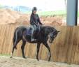 Caballo castrado Pura Sangre Inglés En venta 2021 Bayo moreno