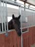 Yegua sBs Caballo de Deporte Belga En venta 2017 Negro por DESTANO