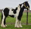 Yegua Welsh Poni (Sección D), Welsh Cob  En venta 2014 Pío