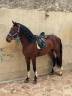 Caballo iniciado en doma