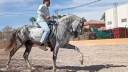 Caballo entero PRE Pura Raza Española En venta 2015 Tordo por HESPERIO