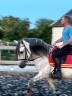 Caballo entero PRE Pura Raza Española En venta 2015 Tordo por HESPERIO