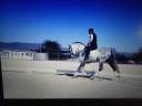Caballo entero PRE Pura Raza Española En venta 2015 Tordo por HESPERIO