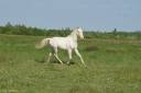 Caballo entero PRE Pura Raza Española En venta 2024 Crema por PRESIDENTE DE JARAMA
