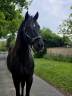 Caballo castrado Trotón Francés En venta 2021 Negro