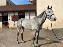 Caballo castrado Pura Sangre En venta 2020 Tordo