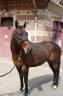 Caballo castrado Pura Sangre En venta 2022 Bayo moreno
