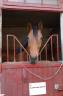 Caballo castrado Pura Sangre En venta 2021 Bayo moreno
