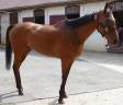 Caballo castrado Pura Sangre En venta 2015 Bayo moreno