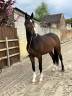 Caballo castrado Zangersheide En venta 2019 Bayo por IDEAL DE LA LOGE