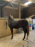 Caballo castrado Rocky Mountain En venta 2023 Pelo de vaca por ally's grimaldi