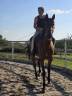 Caballo castrado Trotón Francés En venta 2014 Bayo