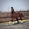 Caballo castrado sBs Caballo de Deporte Belga En venta 2023 Bayo moreno
