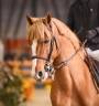 Semental PFS Poni Françés de Silla En venta 2017 Alazán por Blue tinka tillia