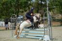 Caballo castrado Otra Raza de Poni En venta 2014 Otra capa