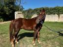 Caballo castrado Origine Constatée En venta 2020 Alazán tostado