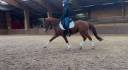 Caballo castrado PFS Poni Françés de Silla En venta 2016 Alazán