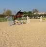 Caballo castrado Oldenburgués En venta 2020 Bayo moreno