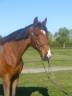 Caballo castrado Silla Francés En venta 2019 Bayo por OGRION DES CHAMPS