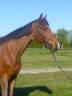 Caballo castrado Silla Francés En venta 2019 Bayo por OGRION DES CHAMPS