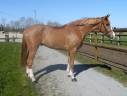 Caballo castrado sBs Caballo de Deporte Belga En venta 2021 Alazán por George Z