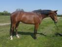 Caballo castrado KWPN Caballo de Deporte Neerlandés En venta 2020 Bayo por Grandorado TN