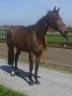 Yegua Zangersheide En venta 2017 Bayo por CORYDON VT & L