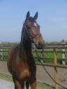 Yegua Zangersheide En venta 2017 Bayo por CORYDON VT & L