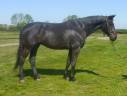 Caballo castrado Silla Francés En venta 2018 Bayo por Dollar du Rouet