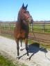 Caballo castrado sBs Caballo de Deporte Belga En venta 2018 Bayo por ERNEST JAP