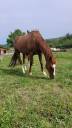 Caballo castrado AQPS En venta 2016 Alazán