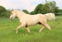 Potro Quarter Horse En venta 2024 Palomino