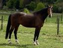 Caballo castrado Media Sangre Belga En venta 2015 Bayo por CON AIR