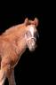 Potro PFS Poni Françés de Silla En venta 2025 Alazán tostado