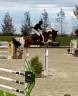 Caballo castrado BWP Caballo de Sangre Belga En venta 2016 Pío por By cera d’ick
