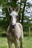 Potranca Dutch Riding Pony En venta 2024 Isabelo por No Records.
