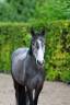Caballo castrado Otra Raza de Poni En venta 2021 Tordo