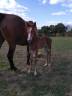 Yegua de ganadería Silla Francés En venta 2010 Bayo por Geraldo(NLD)