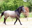 Caballo castrado Zangersheide En venta 2021 Tordo