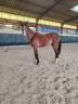 Caballo entero Silla Francés En venta 2023 Bayo moreno por Uncognito bois margot