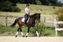 Caballo castrado KWPN Caballo de Deporte Neerlandés En venta 2015 Bayo moreno